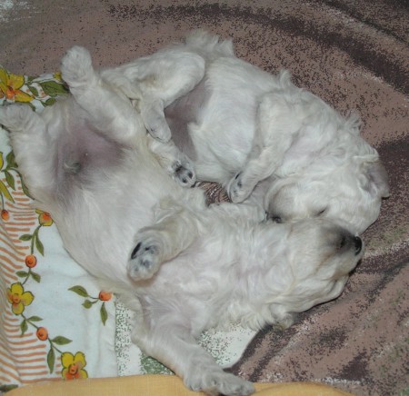 Dorly štěňátka 19. den